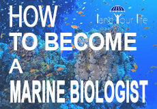 how to become a marine biologist