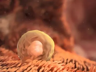 Egg cell waiting for fertilization