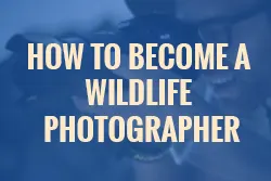 How to become a wildlife photographer