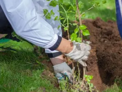 Foresters plant trees for the future generation.